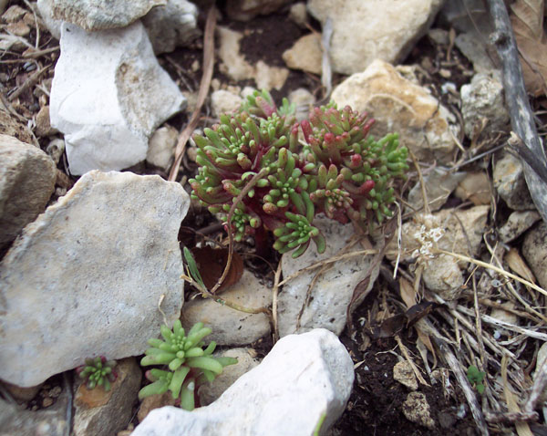 Sedum rubens